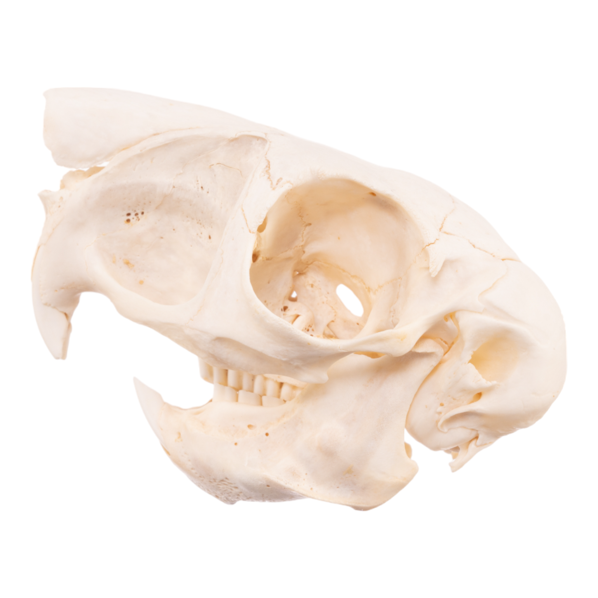 Authentic Springhare Skull for Taxidermy, Oddity Collectors, and Home Decor - Perfect for Gothic, Cabin, and Natural History Displays