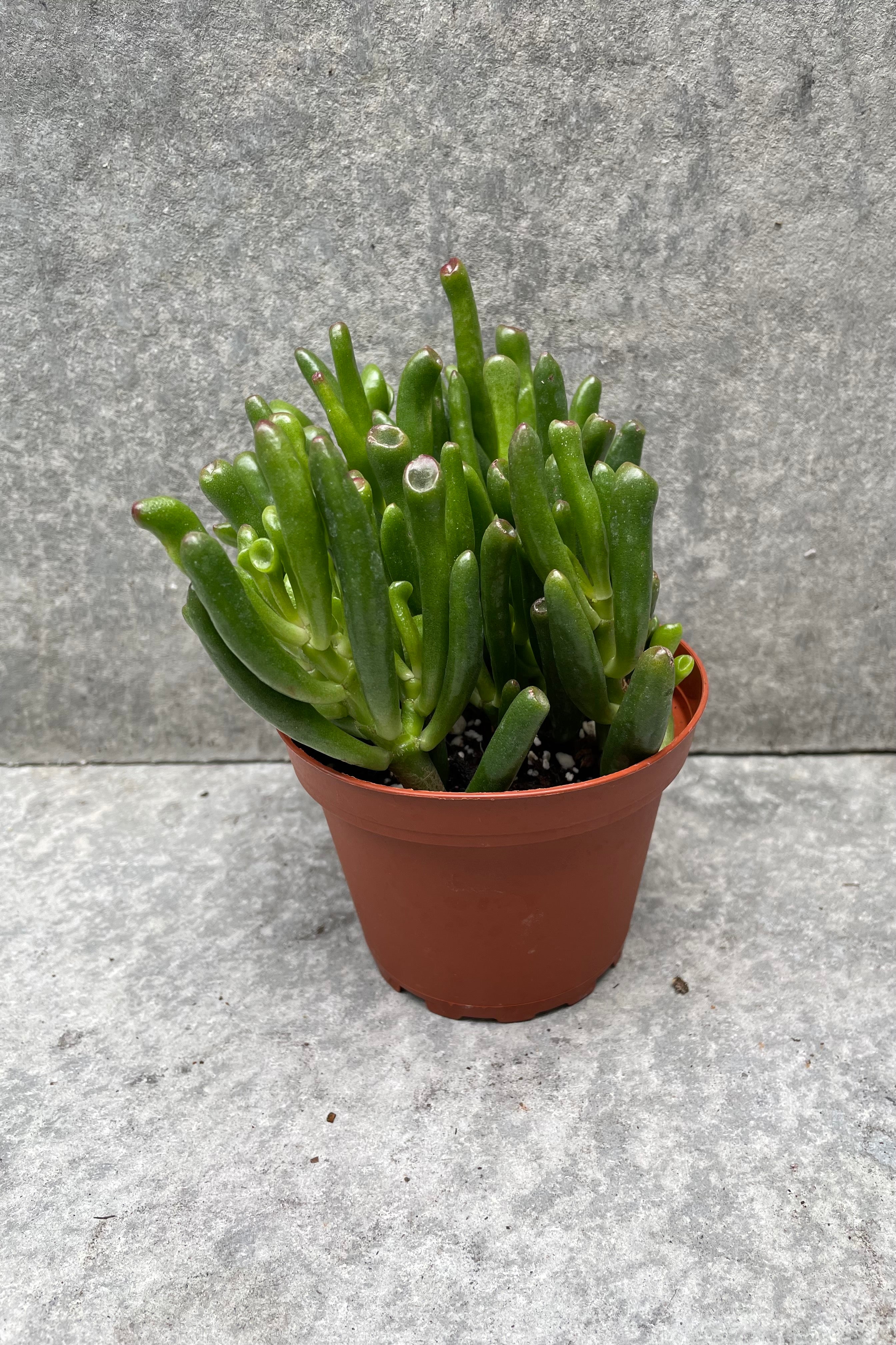 Crassula ovata 'Gollum' Jade Plant - 4 Inch Succulent for Home Decor, Office Desk, and Gift Giving