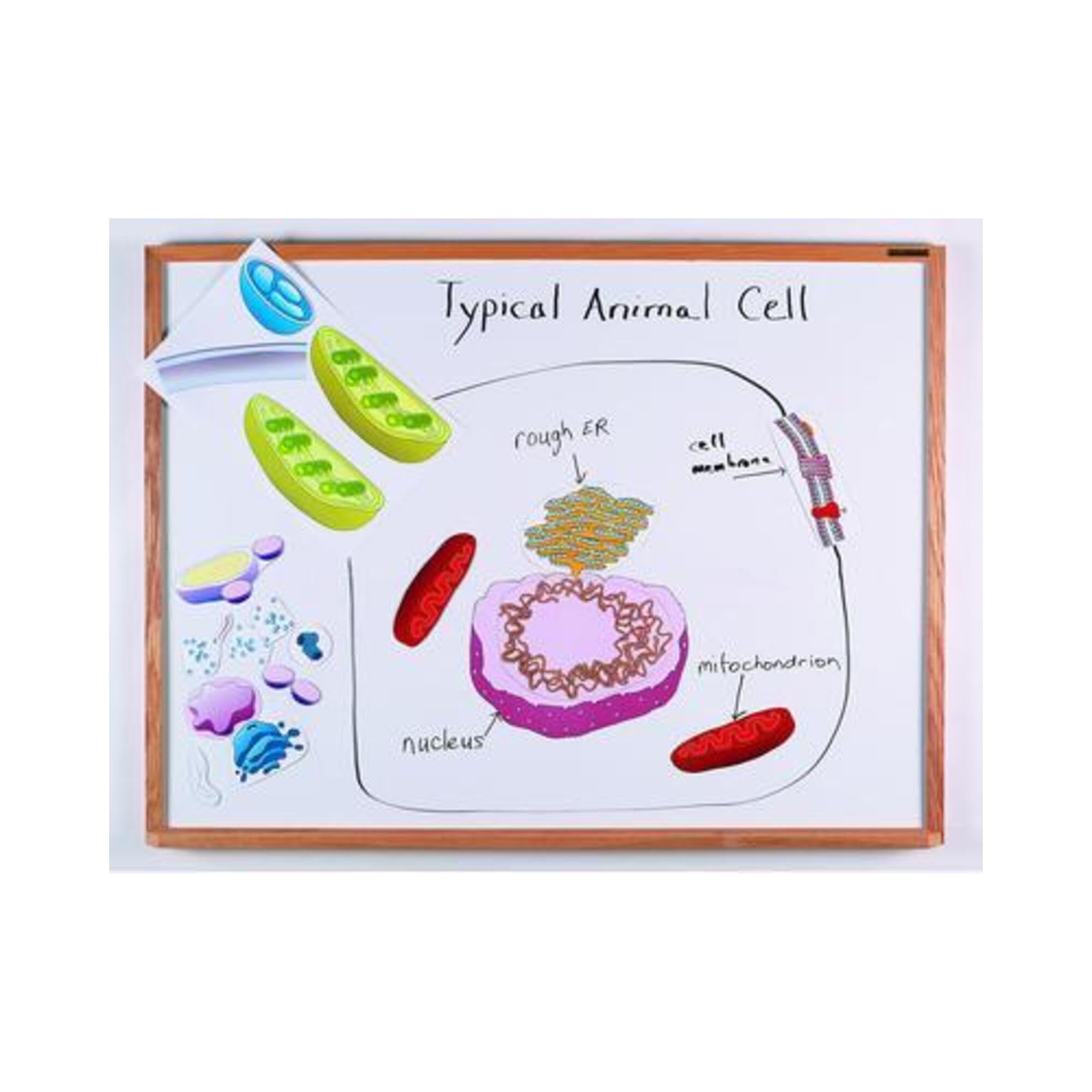Keller Bros. & Miller Magna-Cell Chalkboard Demo Kit - 4738900 - Dry Erase Magnetic Whiteboard for Classrooms, Offices & Home Use - Perfect for Teaching, Presentations & Family Organization