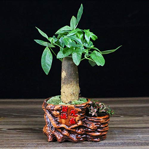 Terracotta Plant Pots for Cactus & Succulents - Small Ceramic Flower Pots for Desktop, Garden & Indoor Plants - Perfect for Home Decor, Office Decor & Gifts