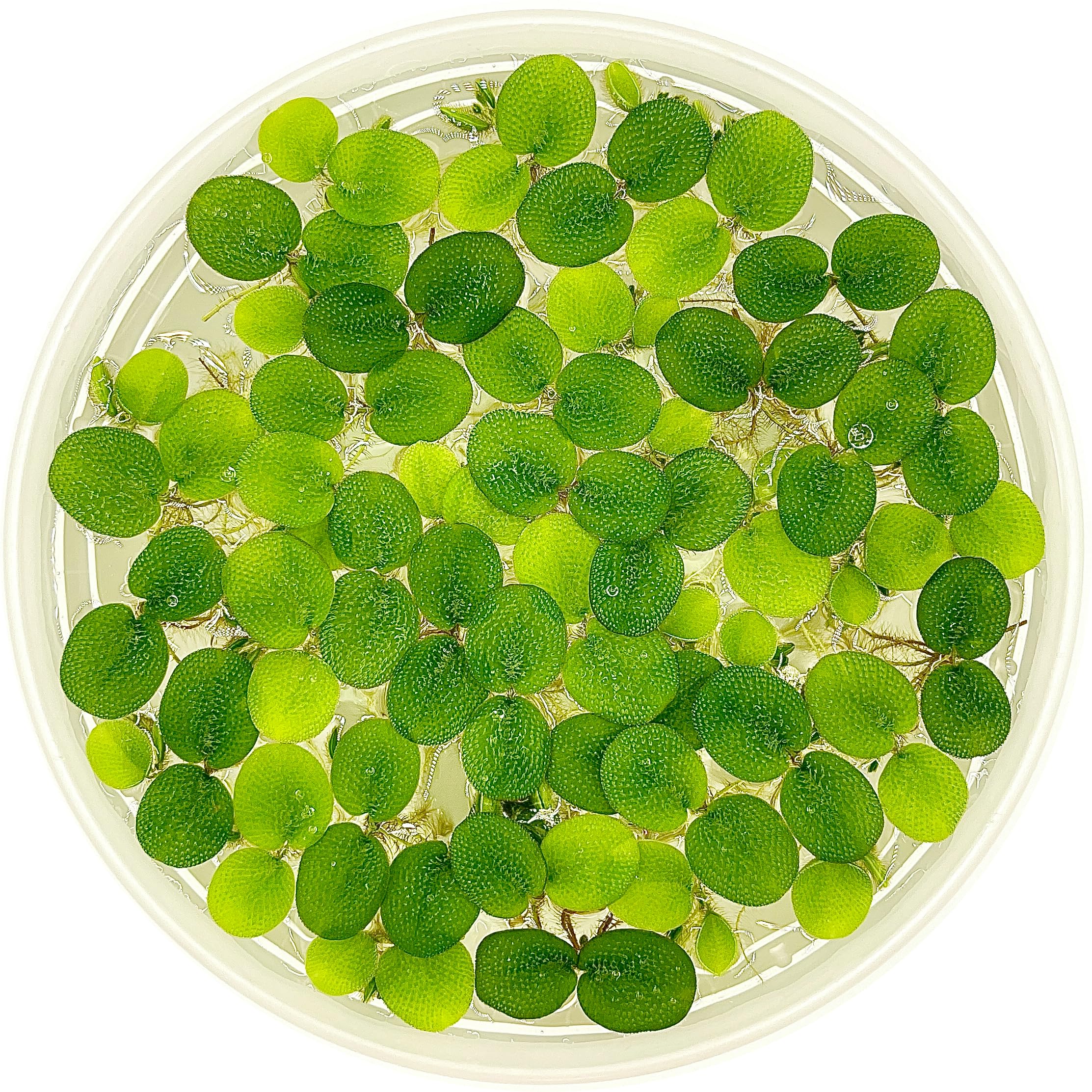 Salvinia Minima Floating Plants for Aquarium & Pond (12 Plants) - Aquascaping & Paludarium