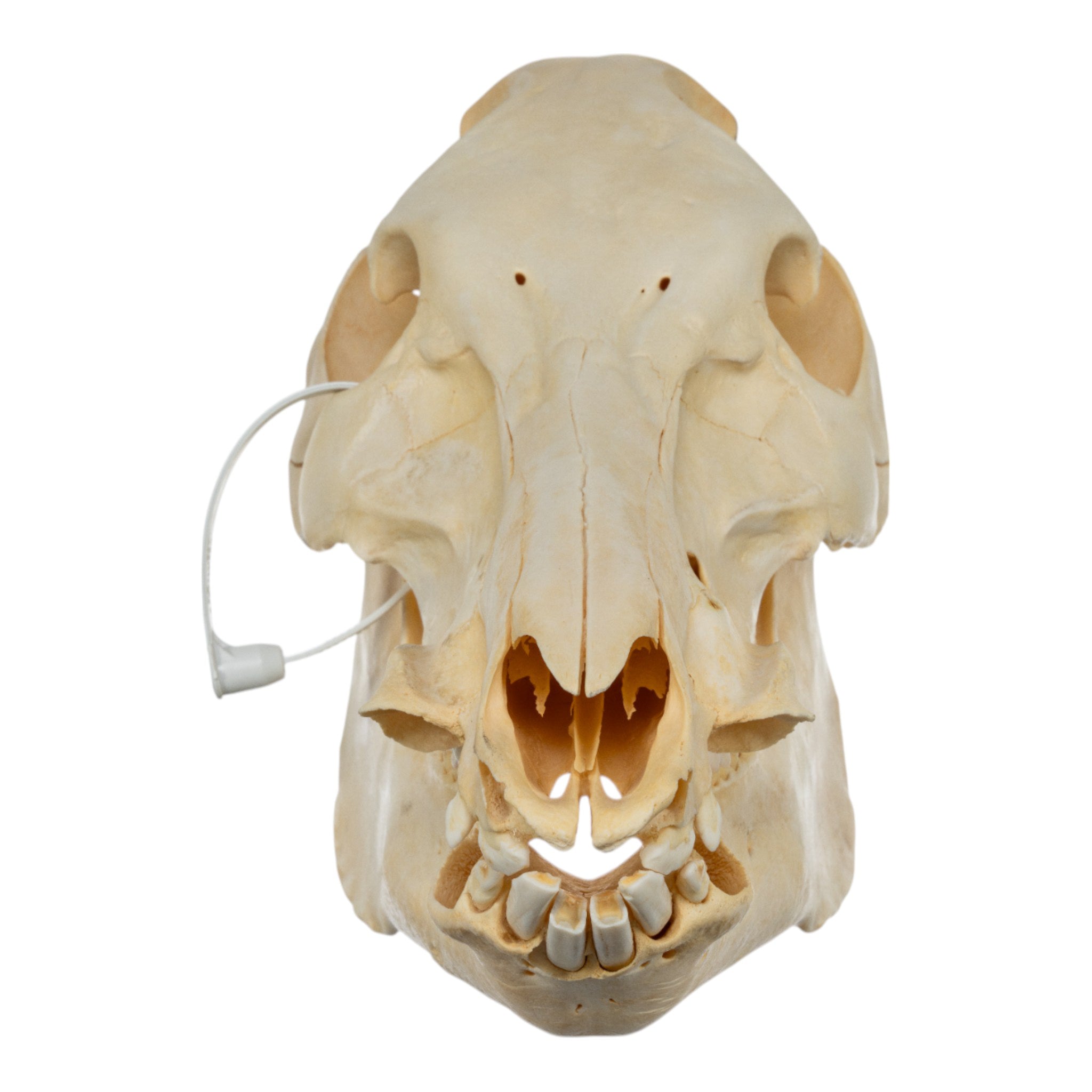 Authentic Domestic Pig Skull Without Tusks - Perfect for Halloween Decor, Taxidermy, and Oddity Collections