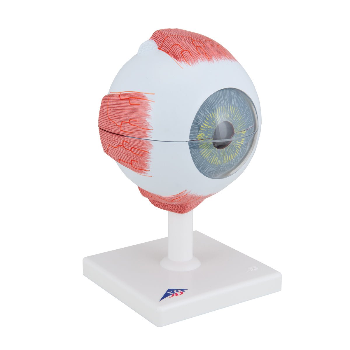 5X Enlarged Human Eye Model - 6-Part Anatomical Eye Structure for Medical Students & Science Education | Perfect for Classroom, Lab & Study
