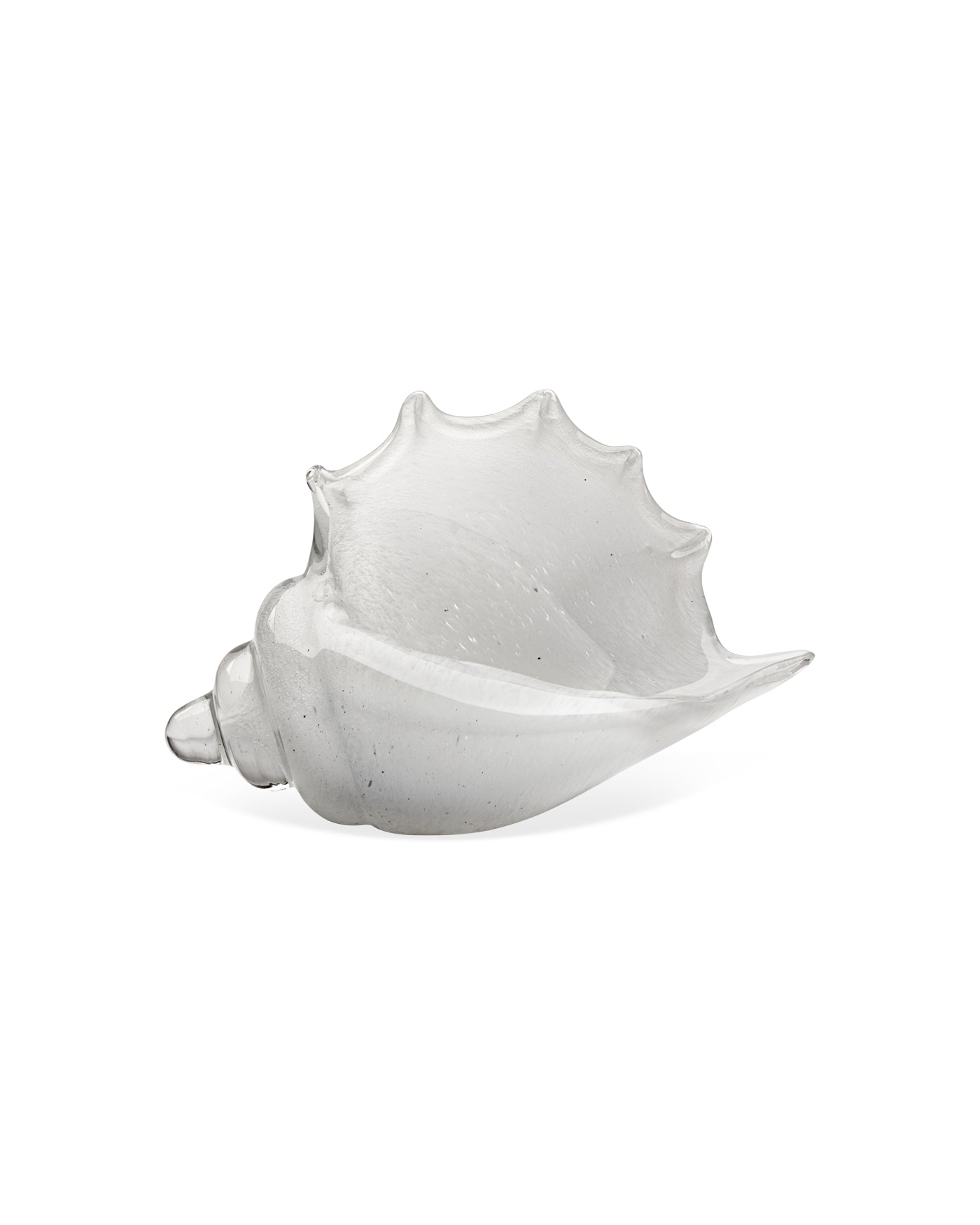Premium Triton Shell White - Natural Seashell Decor for Beach Themed Parties, Coastal Home Decor & DIY Crafts