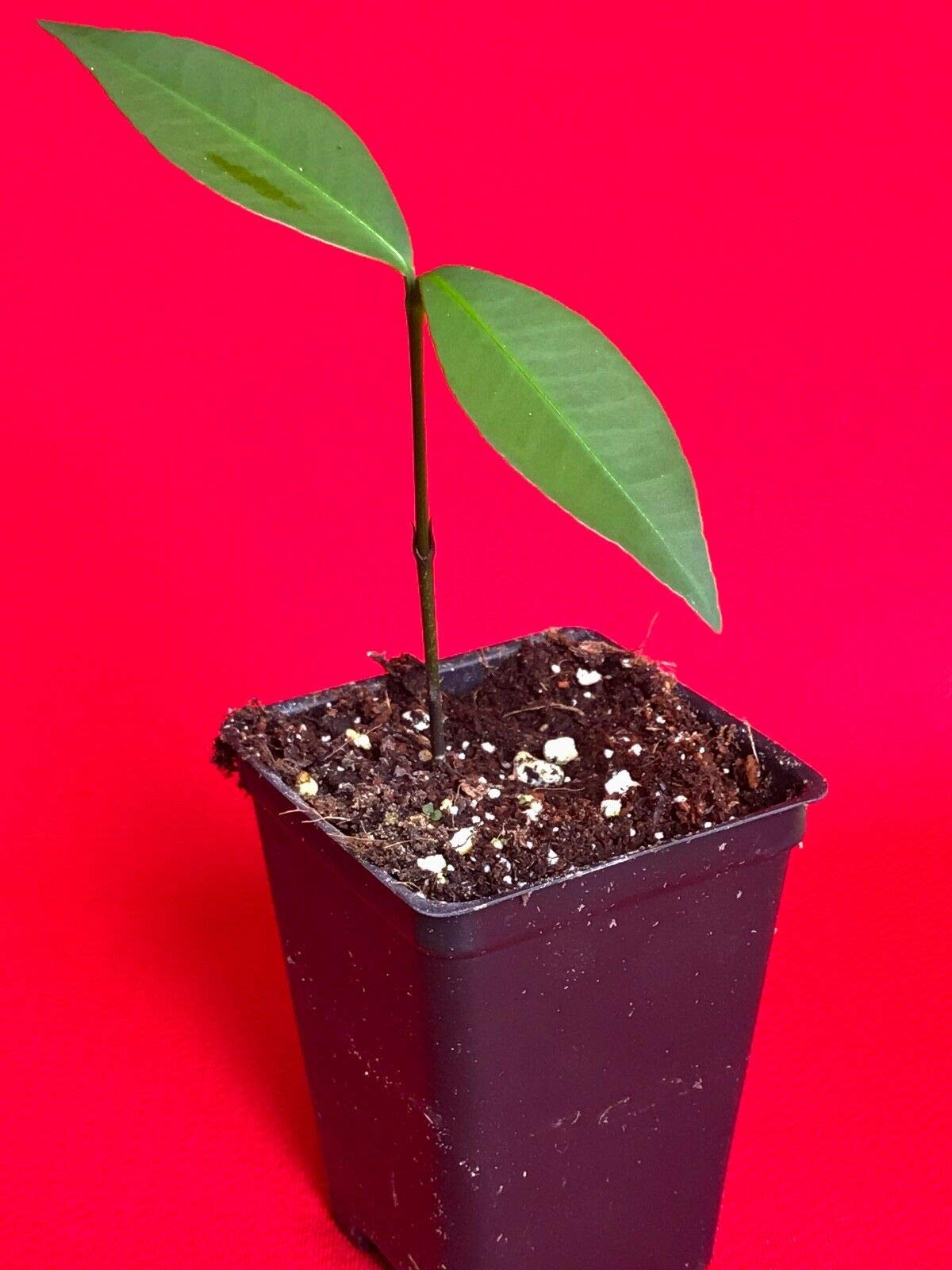Bacuri Bacurizinho Garcinia Acuminata Mangosteen Tropical Fruit Tree Plant - Exotic Fruit Tree for Home Garden & Landscaping
