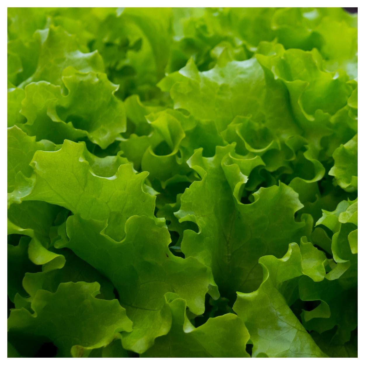Organic Great Lakes Butterhead Lettuce Seeds 1 Oz - Non-GMO Heirloom Seeds for Home Gardening - Perfect for Salads, Containers & Hydroponic Systems - Gold Vault Packet by Everwilde Farms