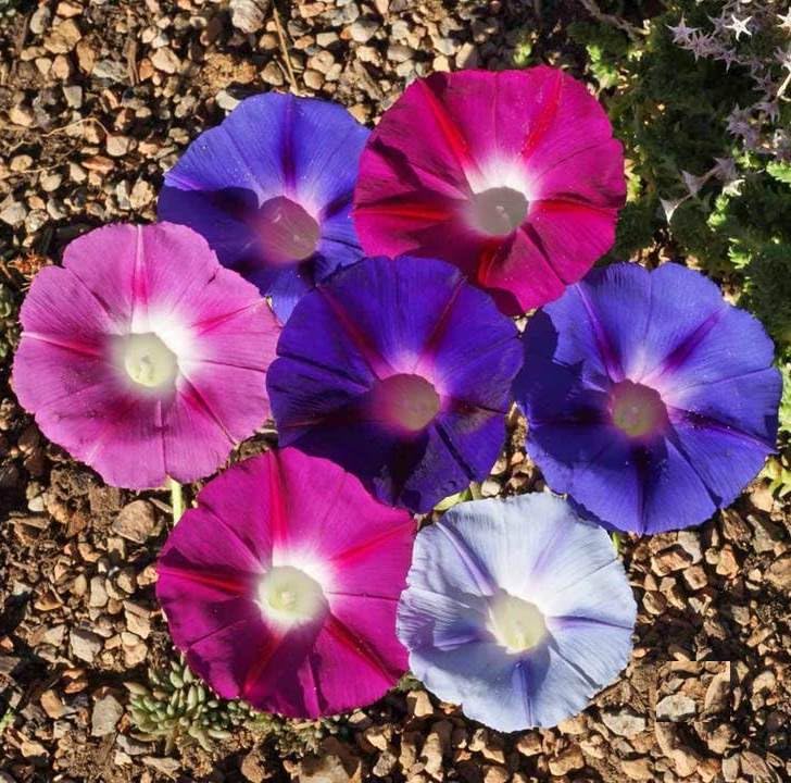 Morning Glory Seeds Mix - Day & Night Blooming Flowers (35 Seeds, 2g) for Garden, Trellis & Balcony Decoration | Fast Growing Climbing Vines