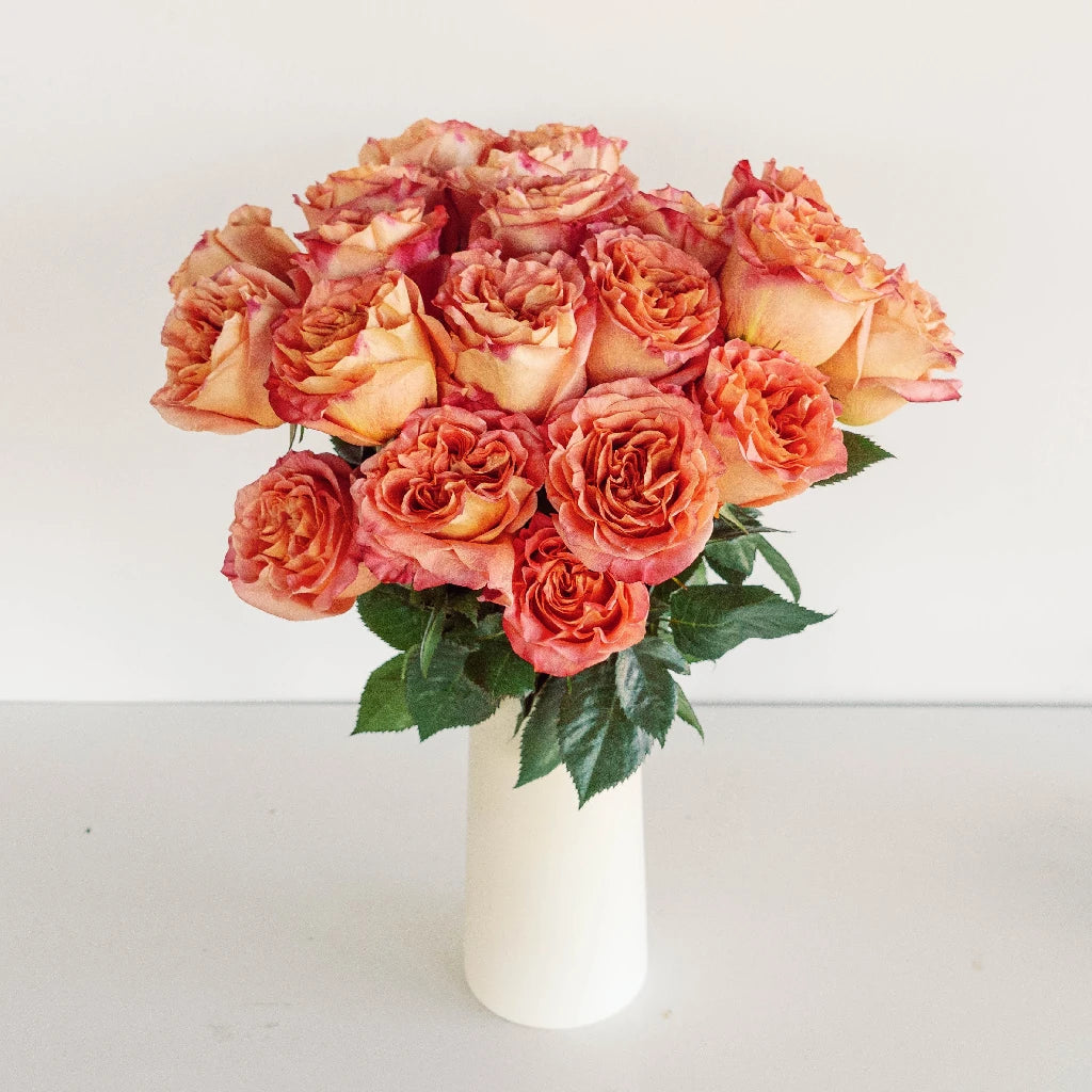Premium Apricot Blend Garden Roses - Fresh Cut Flowers for Weddings, Bouquets, and Home Decor