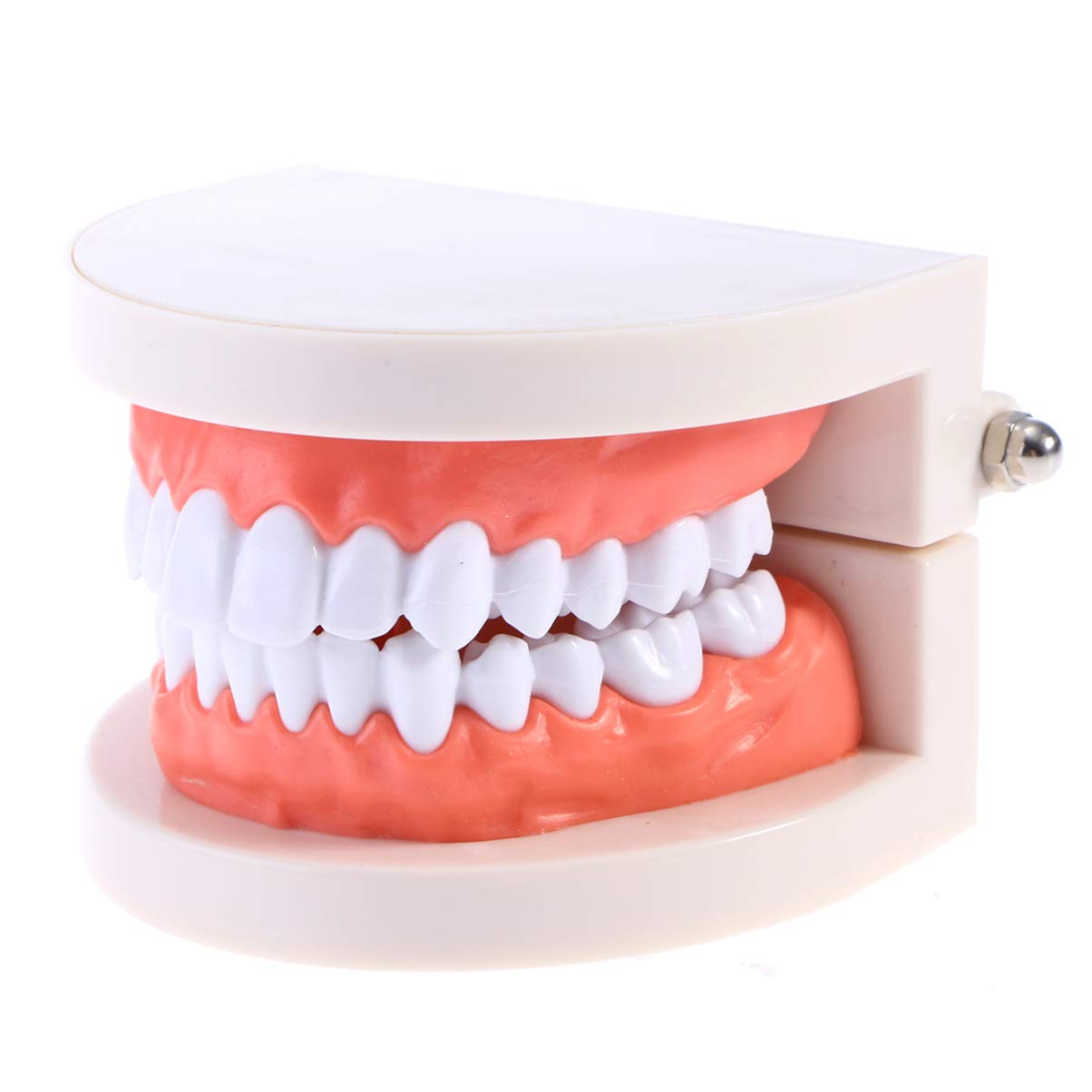 Adult Standard Typodont Teeth Model - Dental Teaching Demonstration Kit for Kids & Students - Perfect for Dental Education, Study & Clean Display - Ideal for Classrooms, Training & Dental Practices