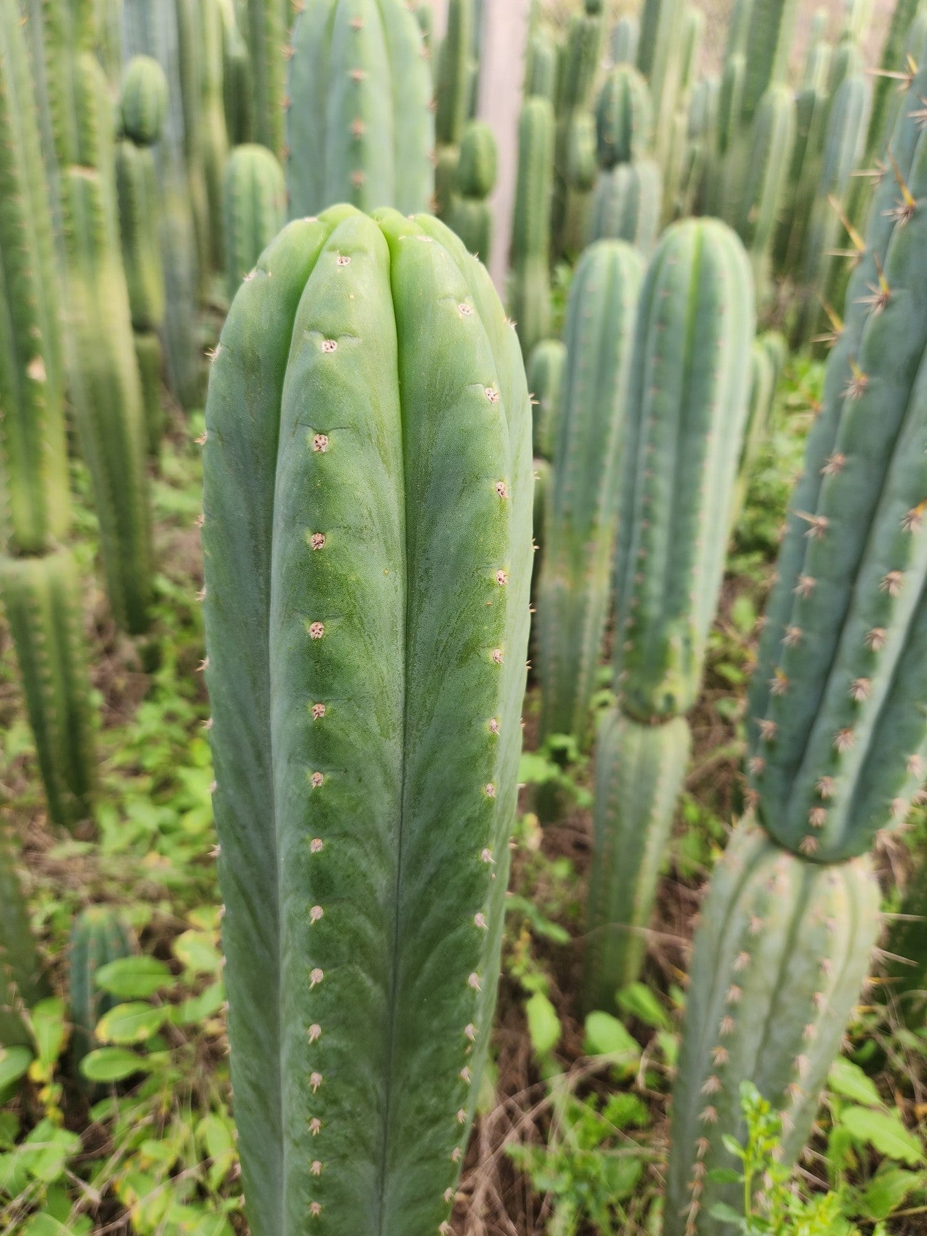EC130 Justus' Trichocereus NOID Cactus Cuttings for Sale | Rare Succulent Plants Collection | Perfect for Home Garden, Terrarium & Cactus Enthusiasts