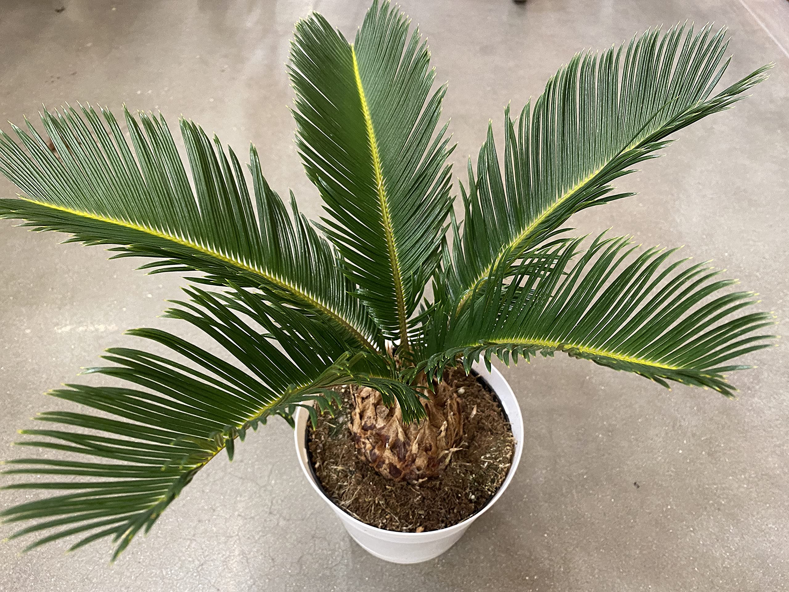 King Sago Palm Tree Live Plant - 6