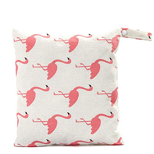 Greater Flamingo