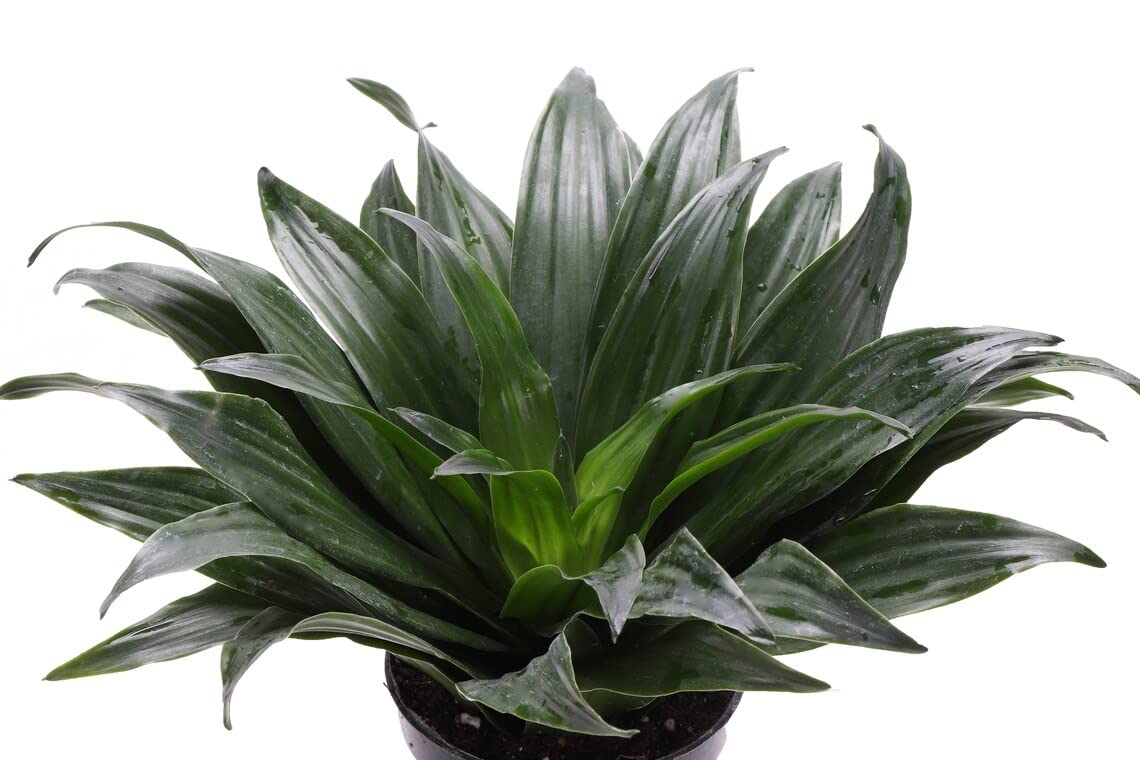 Thorsen's Greenhouse Live Janet Craig Compacta Plant (Dracaena Fragrans) - 4