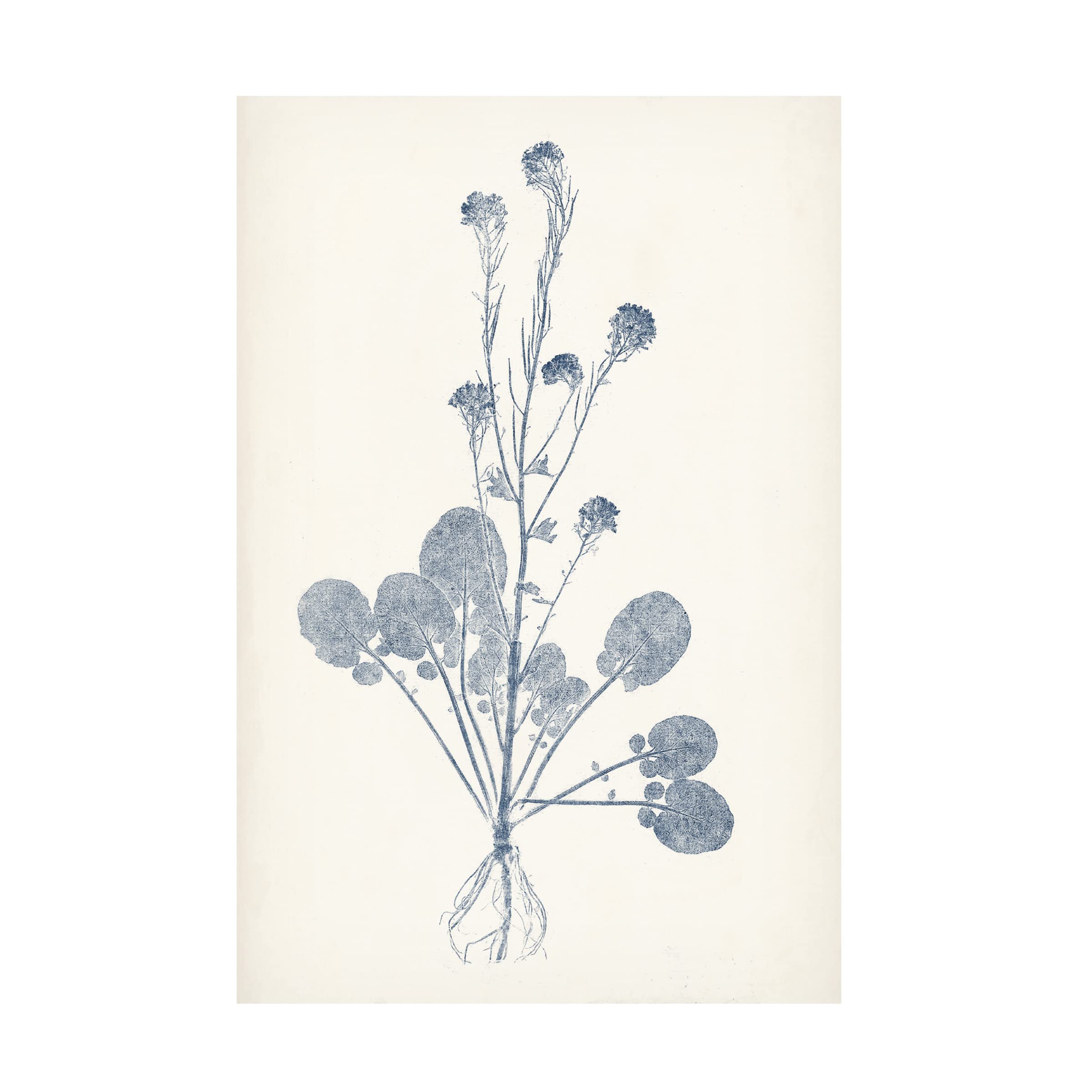 Trademark Fine Art 'Navy Botanicals VIII' Canvas Wall Art Print by Vision Studio - Coastal Home Decor for Living Room, Bedroom & Office