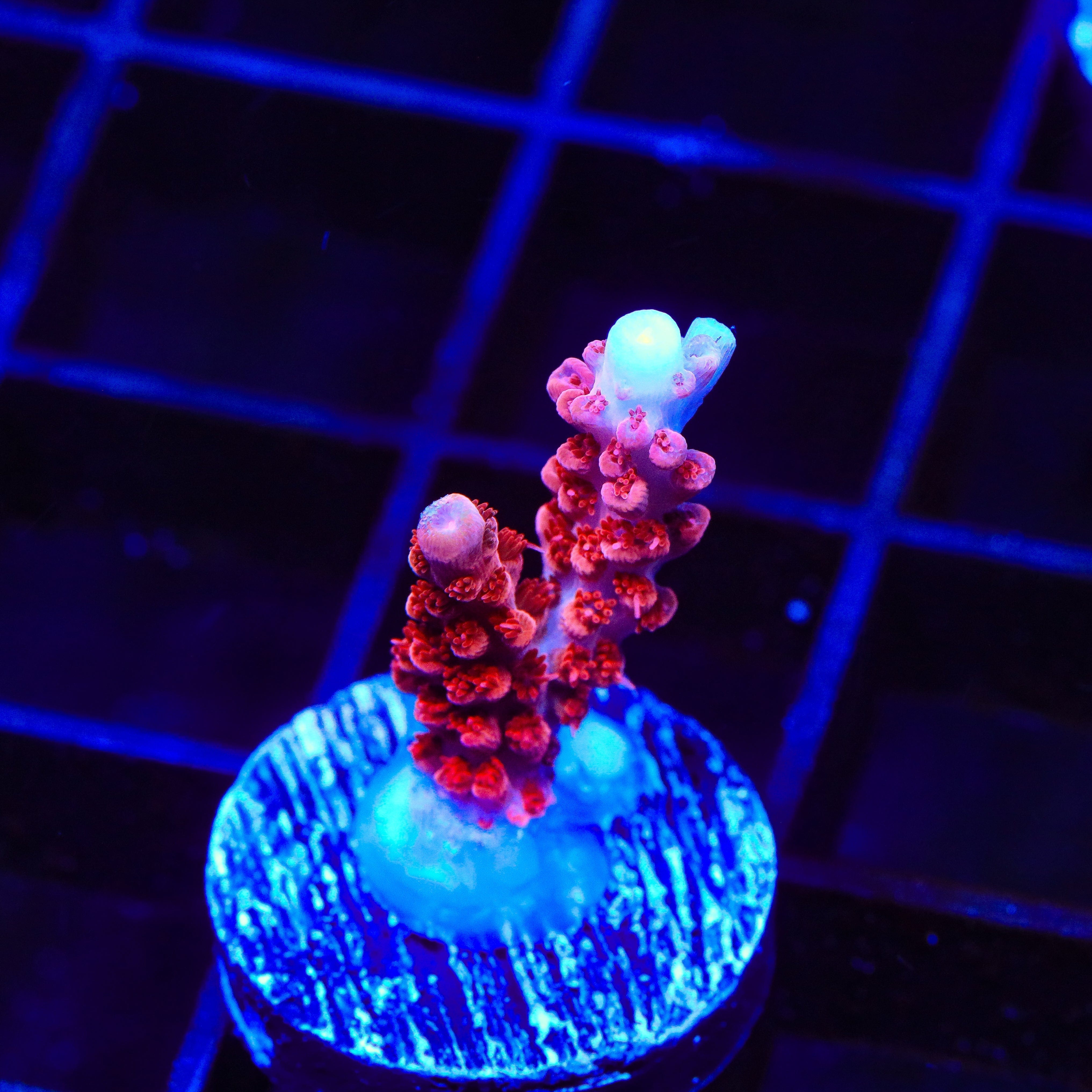 Premium CB Maleficent Acropora Coral for Saltwater Aquariums - Vibrant Purple & Green SPS Coral for Reef Tanks, Nano Tanks & Coral Frag Racks (Aquacultured)