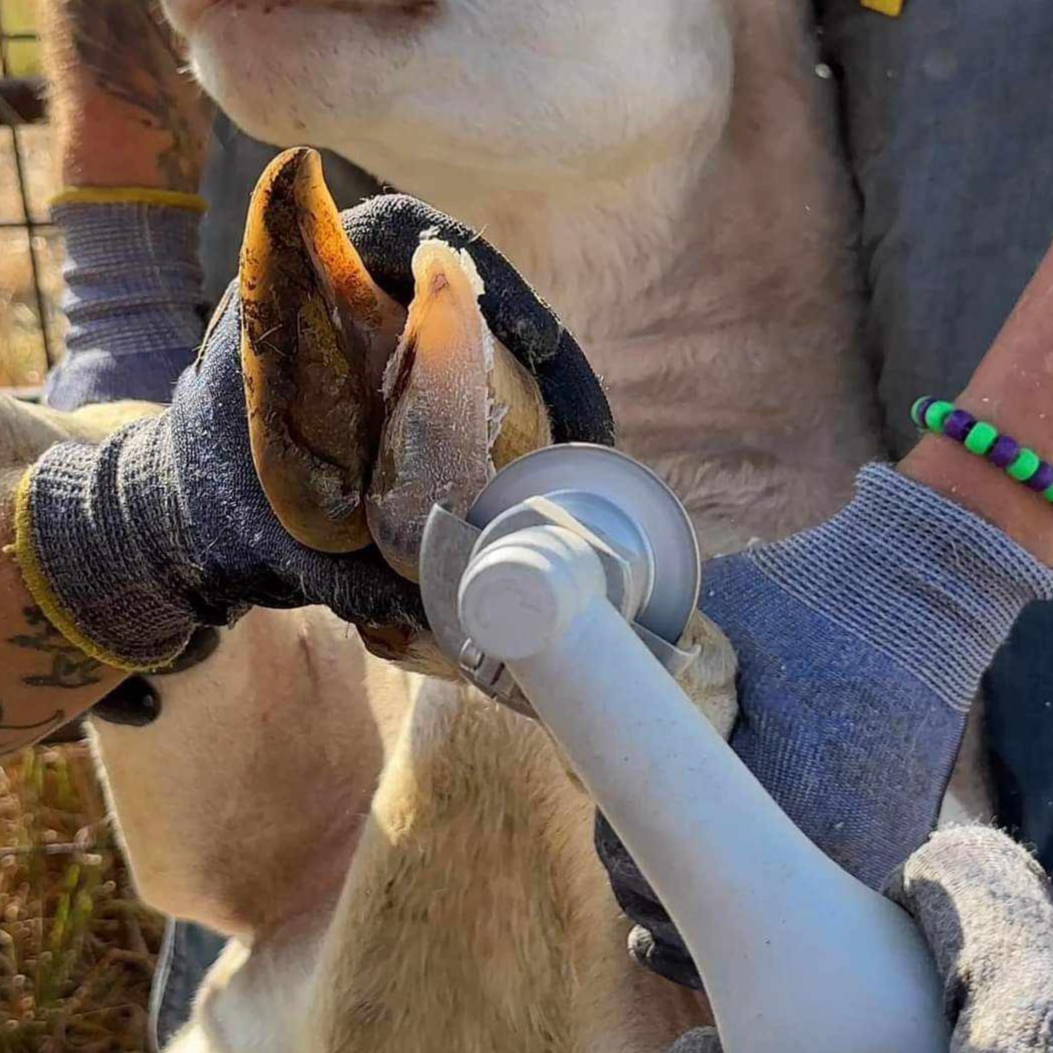Hoof Boss Electric Sheep Hoof Trimmer Set - Professional 110V Hoof Care Kit with Grinder Discs & Accessories - Perfect for Farm, Ranch & Livestock Maintenance