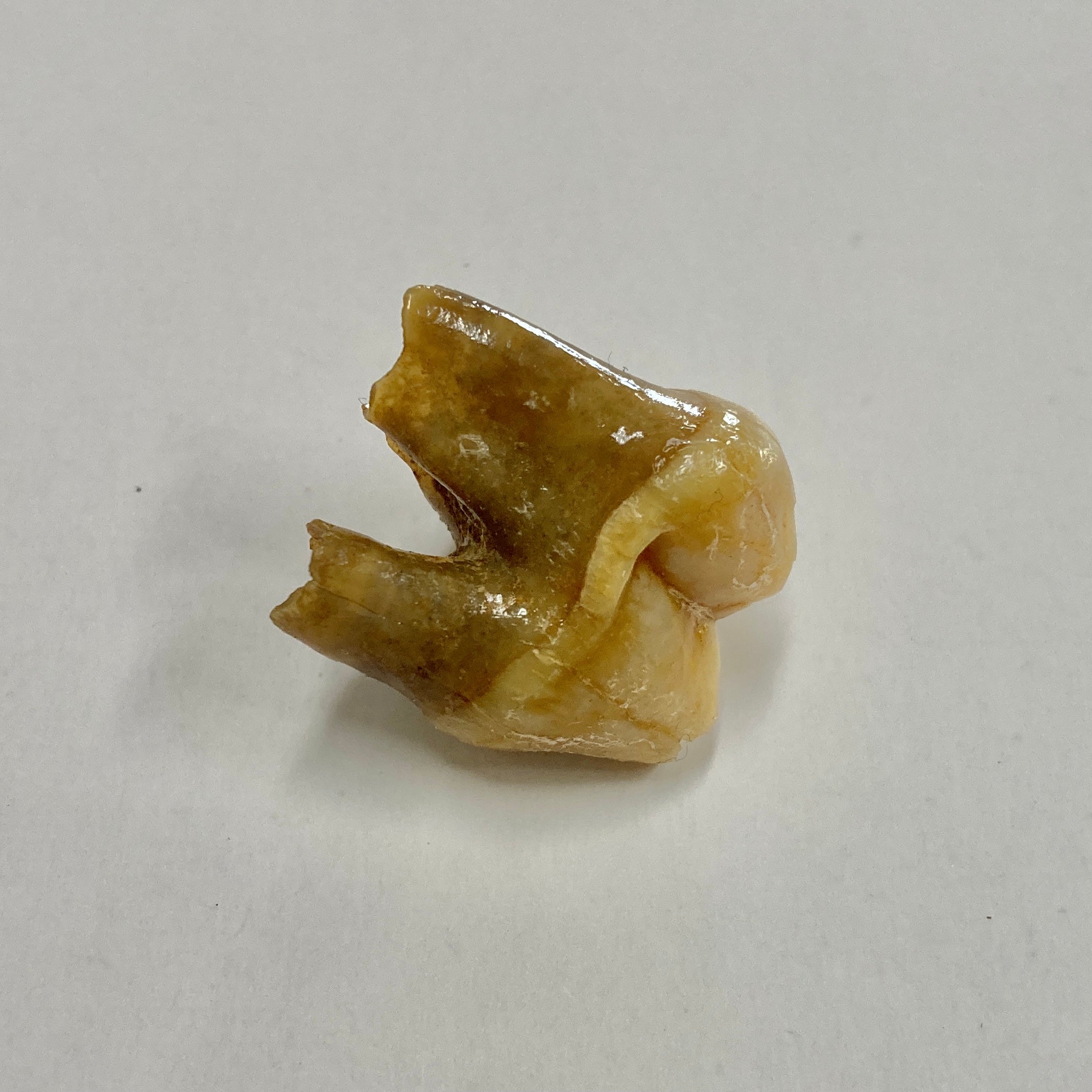 Authentic Cave Bear Premolar Tooth Fossil - Rare Collectible Specimen for Paleontology Enthusiasts & Home Decor Display