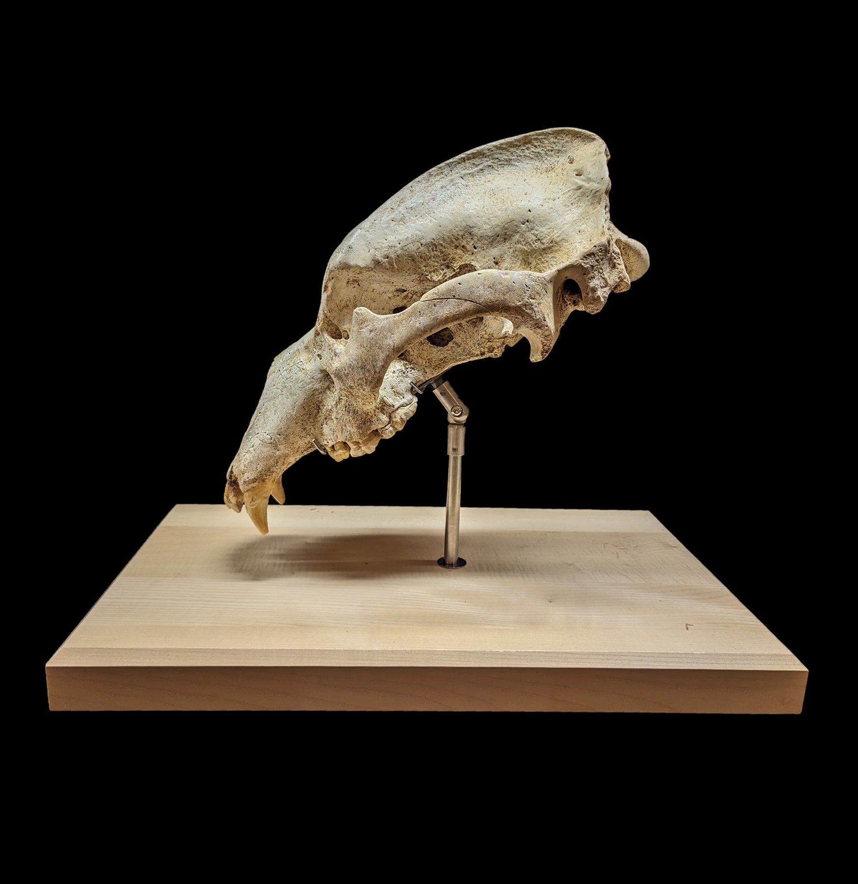 Authentic Cave Bear Skull Replica with Display Stand - Perfect for Home Decor, Educational Display, and Paleontology Enthusiasts