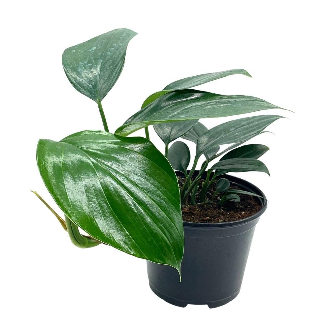 BubbleBlooms Dragon Tail Plant (Rhaphidophora Decursiva) in 6 Inch Pot - Low Light Indoor Houseplant for Home & Office Decor