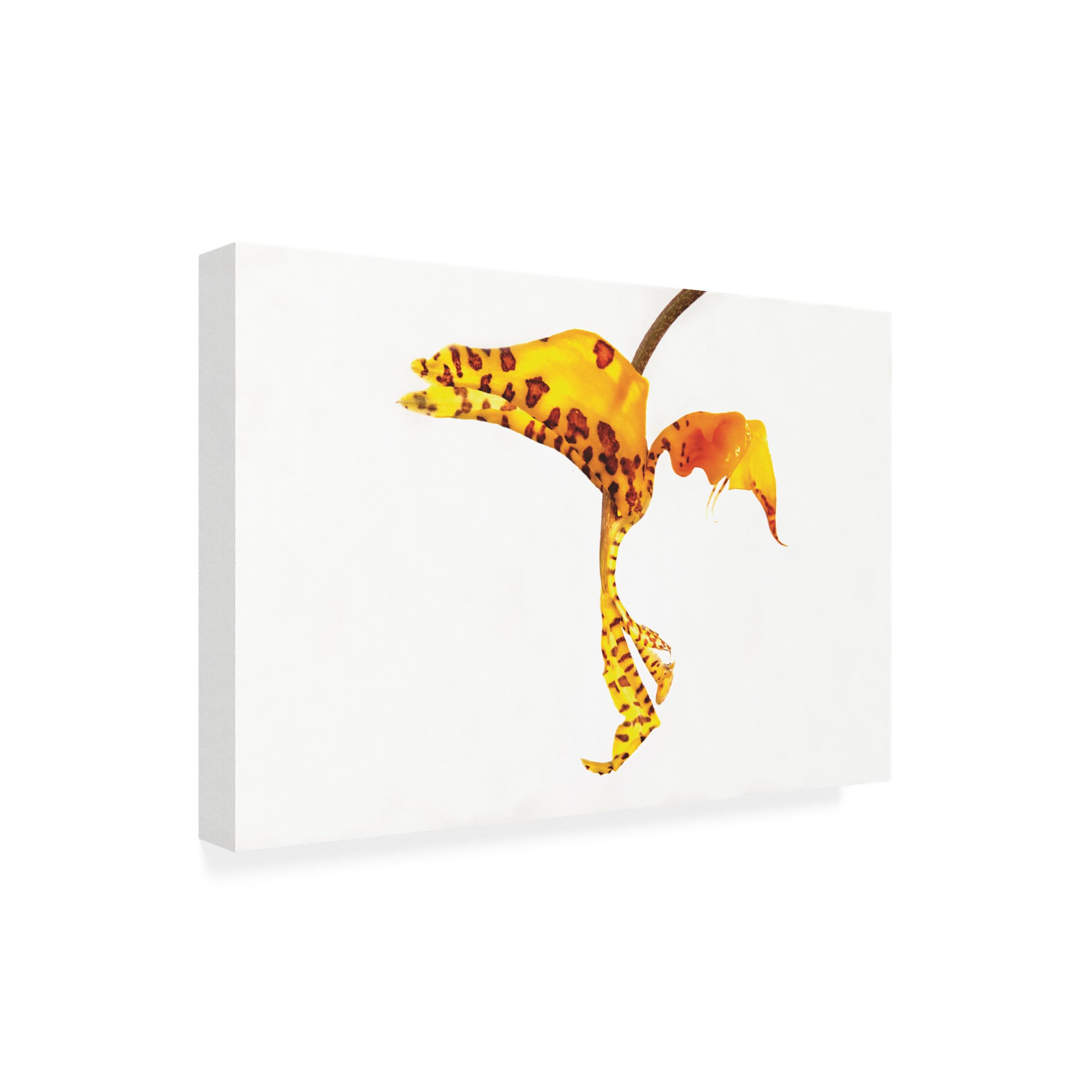 Exotic Yellow Orchid Canvas Wall Art Print by Kurt Shaffer - Tropical Floral Photography for Home & Office Decor - Perfect for Living Room, Bedroom, or Gift