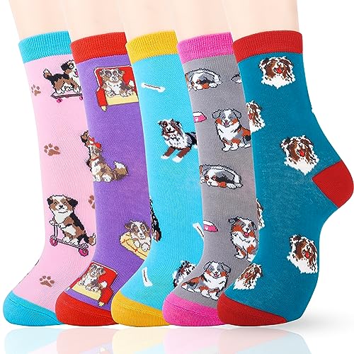 Multicolor-australian Shepherd