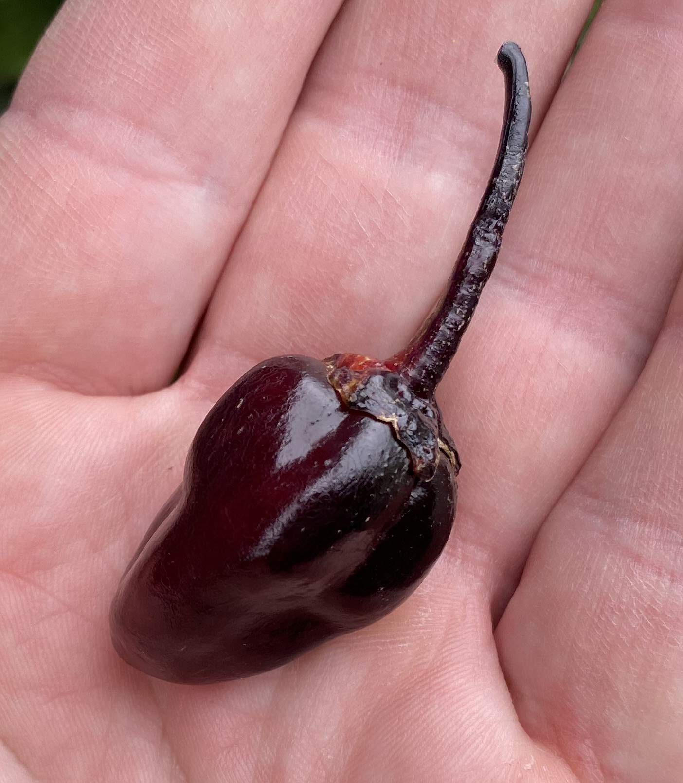 Premium 7 Pot BBG Scorpion Super Hot Pepper Seeds for Planting - Extremely Spicy Purple Bubblegum Variety - Ideal for Home Gardening, Hot Sauce Making & Chili Enthusiasts