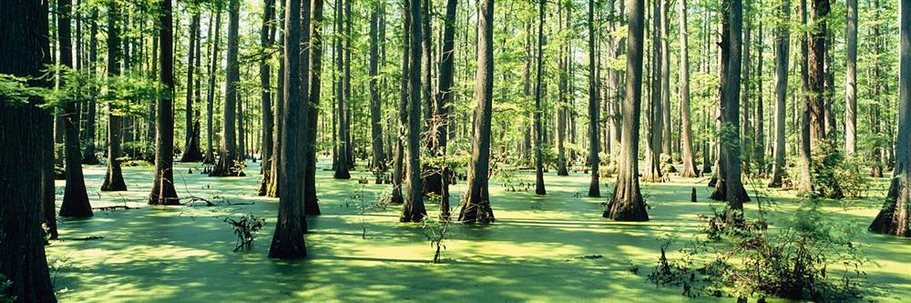 Peel & Stick Wall Mural - Cypress Trees in Shawnee National Forest (48x16 inches) | Self-Adhesive Removable Wallpaper for Bedroom, Living Room, Office Decor