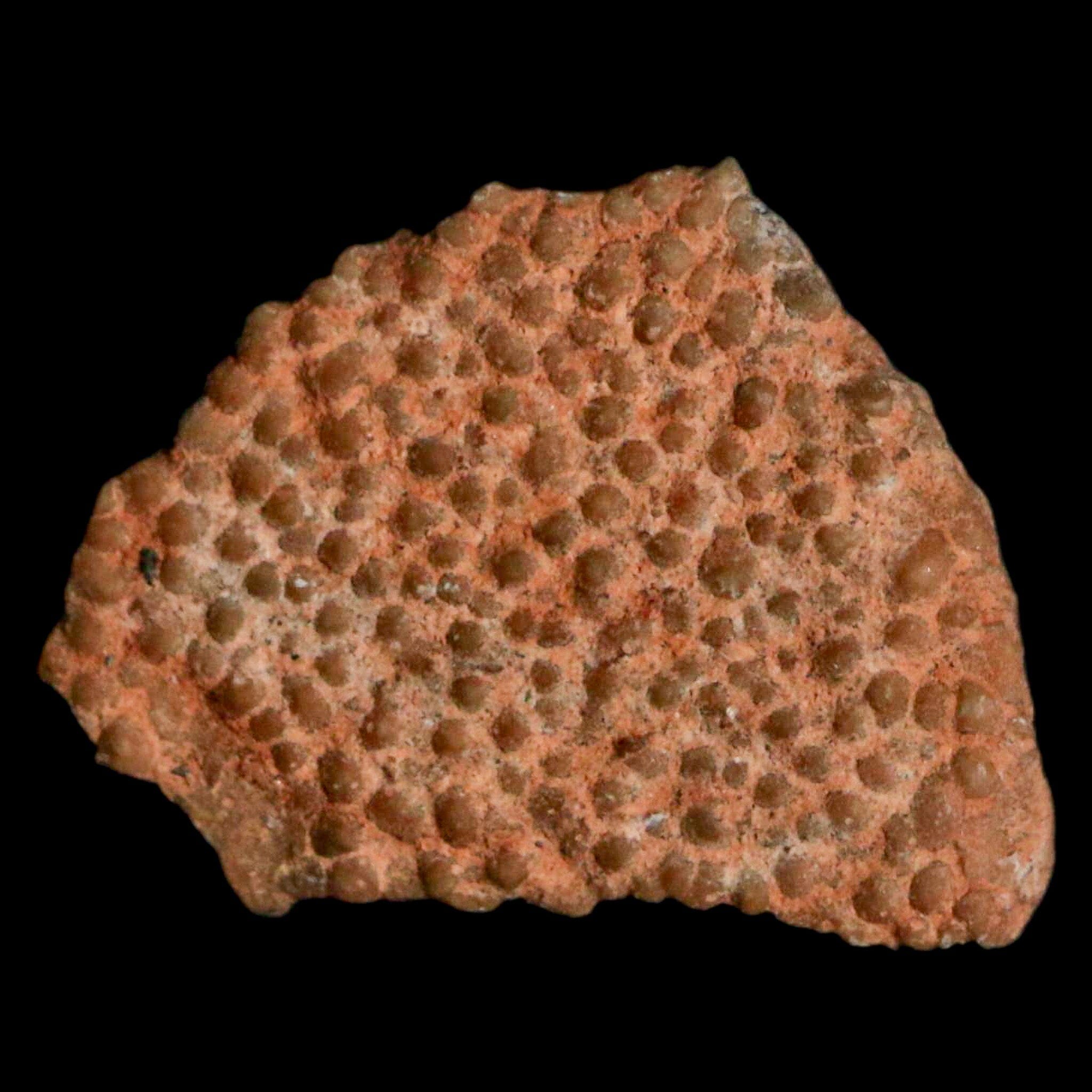 0.5 Megaloolithus Titanosaur Dinosaur Fossil Egg Shell from Bouches-du-Rhone, France - Rare Collectible Specimen for Paleontology Enthusiasts & Museum-Quality Display Decor