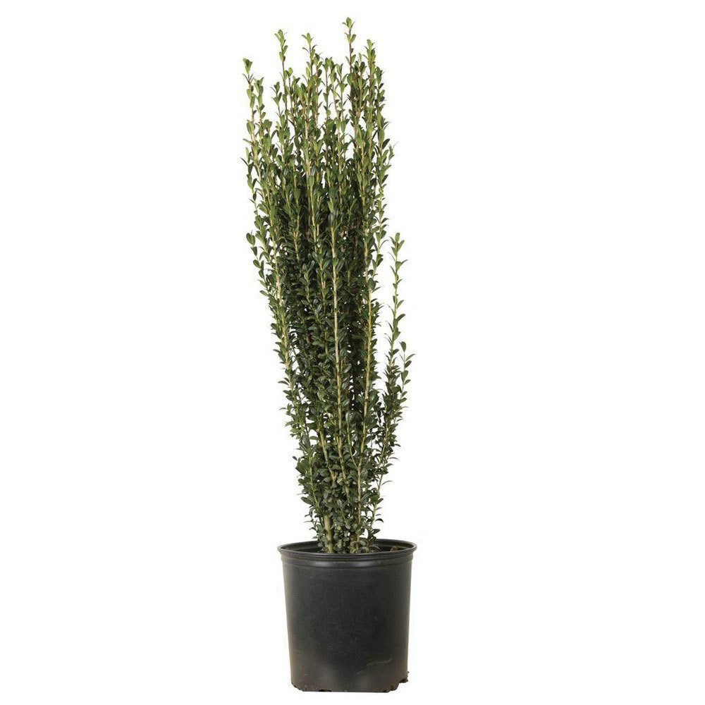 Sky Pencil Japanese Holly Live Plant - 3 Gallon Pot - Evergreen Shrub for Privacy Screening, Hedge Planting & Landscaping
