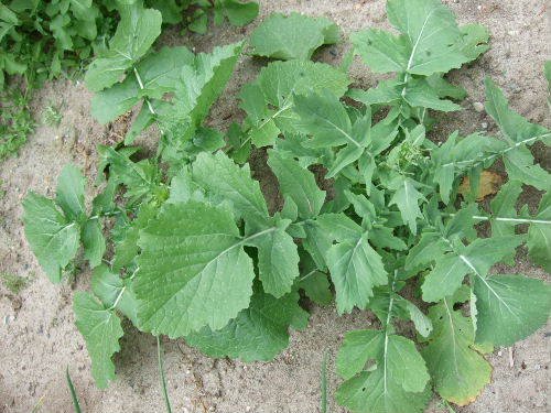 2000 Arugula Eruca Vesicaria Sativa Seeds - Fast Growing Salad Greens for Home Garden, Microgreens & Container Planting | Perfect for Fresh Salads, Sandwiches & Gourmet Dishes