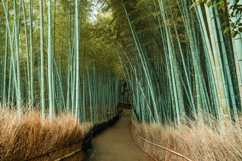 Leica Photo Adventure: Japan - November 9-18, 2025 | Photography Tour & Workshop | Capture Stunning Landscapes & Culture