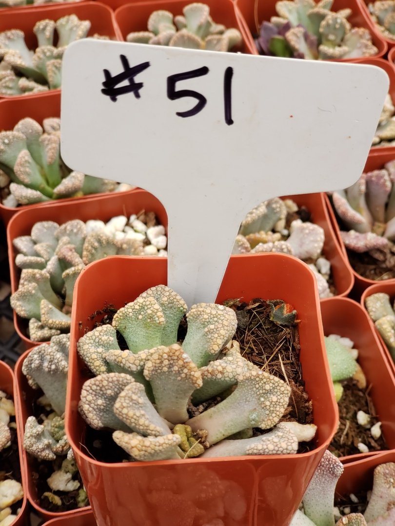 #51 Titanopsis Calcera - Rare Succulent Plant for Home & Garden Decor | Perfect for Rock Gardens, Terrariums, and Indoor Plant Displays