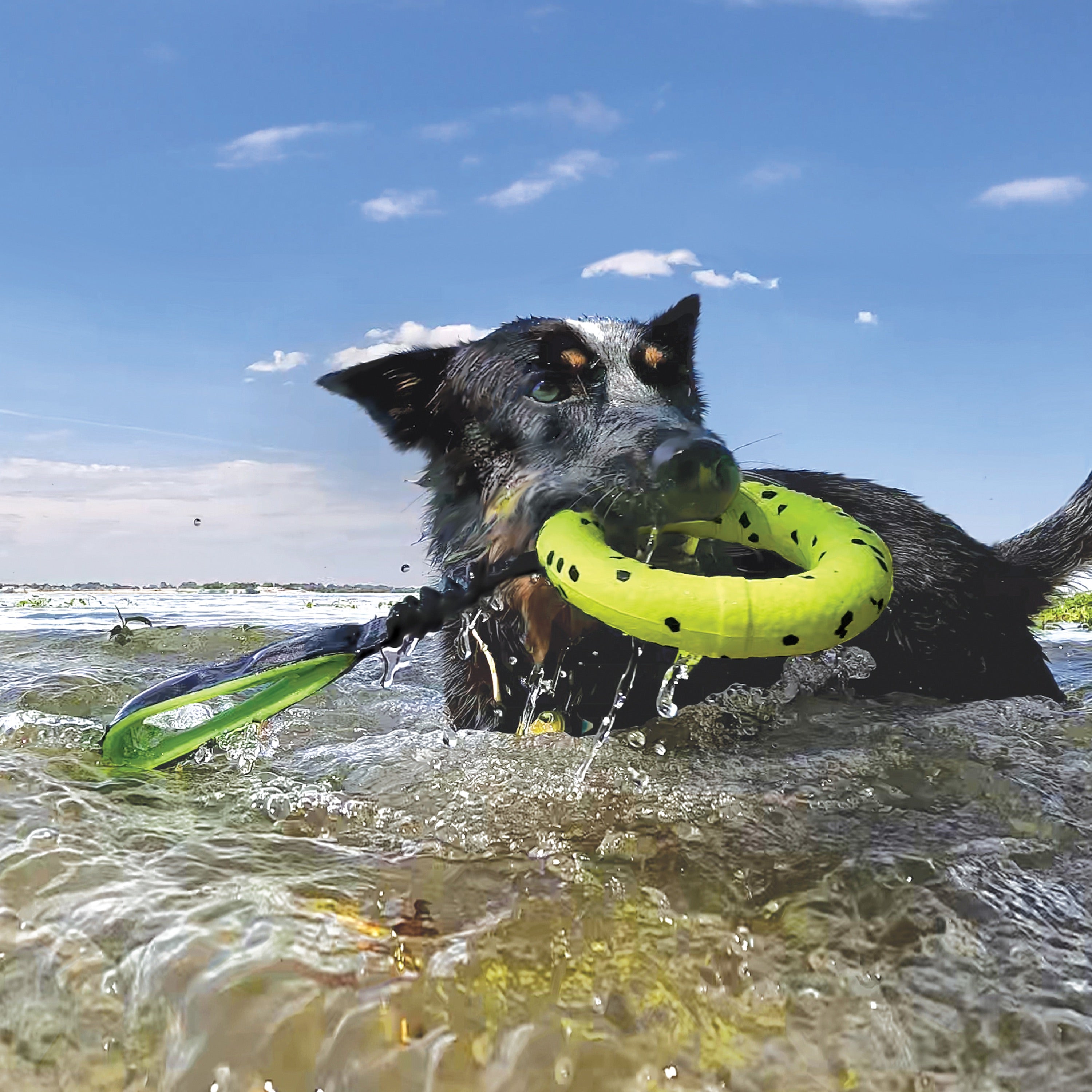 Kong Dog Toy - Reflex Tug Durable Chew Toy for Large & Small Dogs - Interactive Play for Indoor & Outdoor Fun