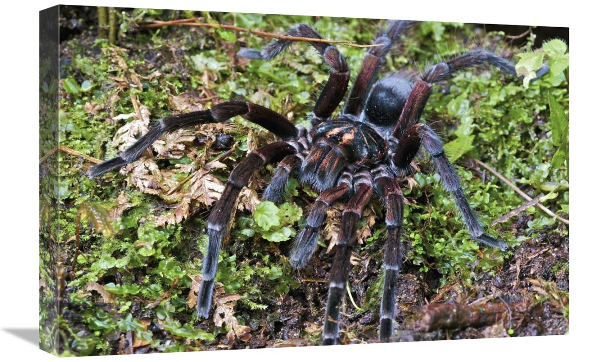 Global Gallery Tarantula Male Canvas Art - Mindo, Western Slope of Andes, Ecuador - 24