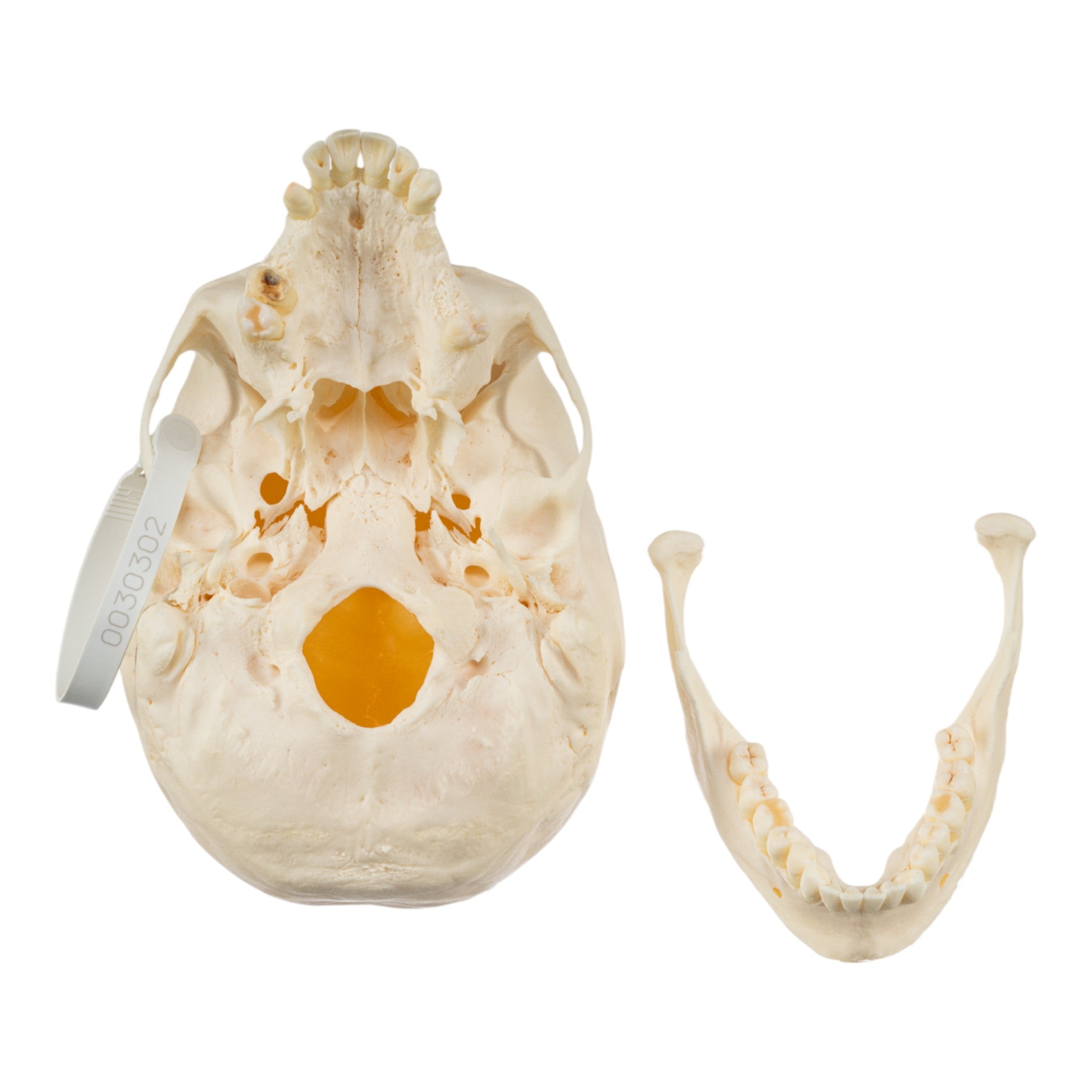 Premium Disarticulated Human Skeleton Model - Anatomically Accurate for Medical Education & Research | Perfect for Classroom, Lab & Medical Training