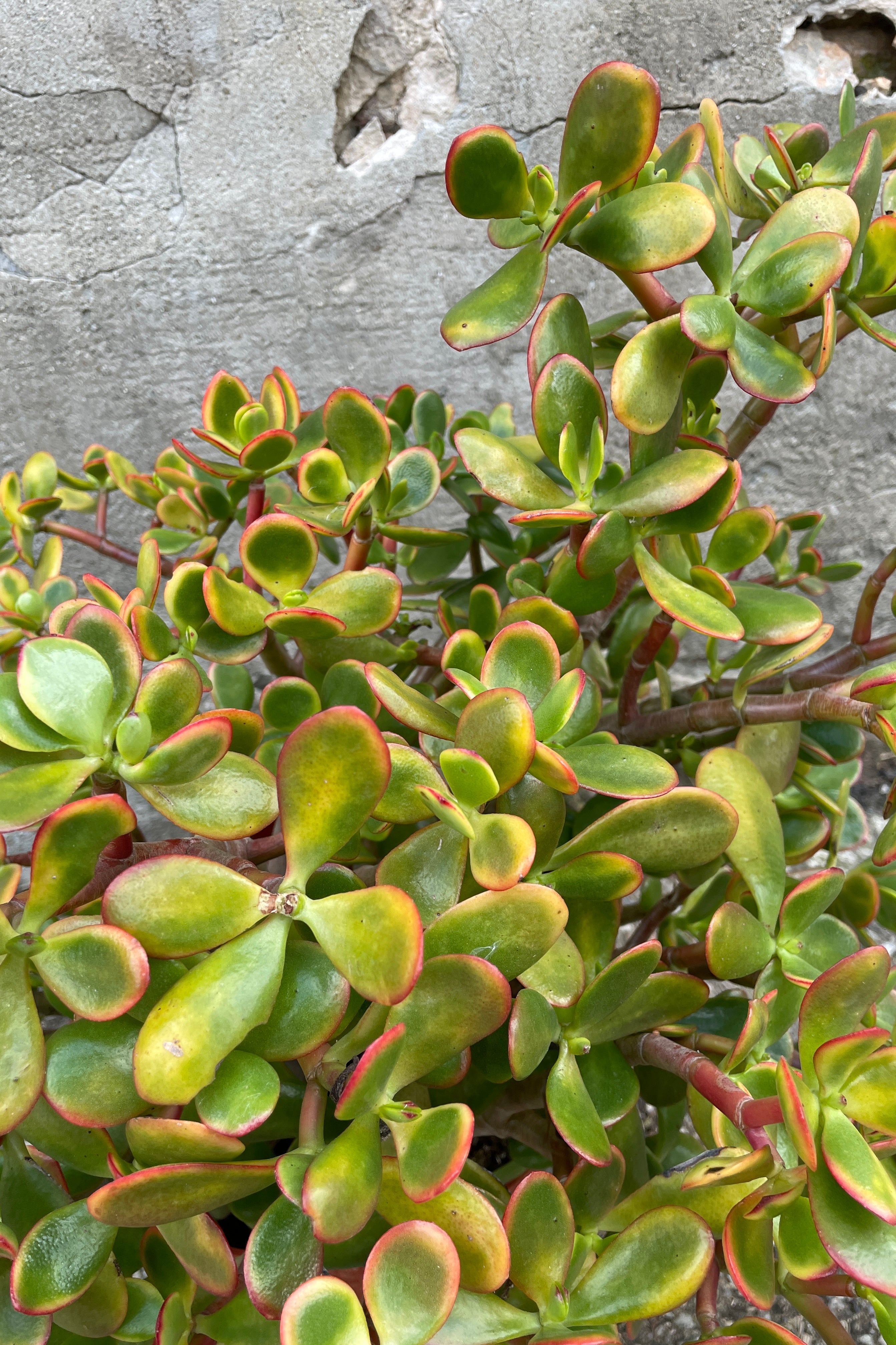 Crassula Ovata 'Sunset' Jade Plant - 10 Inch Succulent for Home Decor, Office Desk, or Garden - Perfect for Indoor Houseplants and Gifts