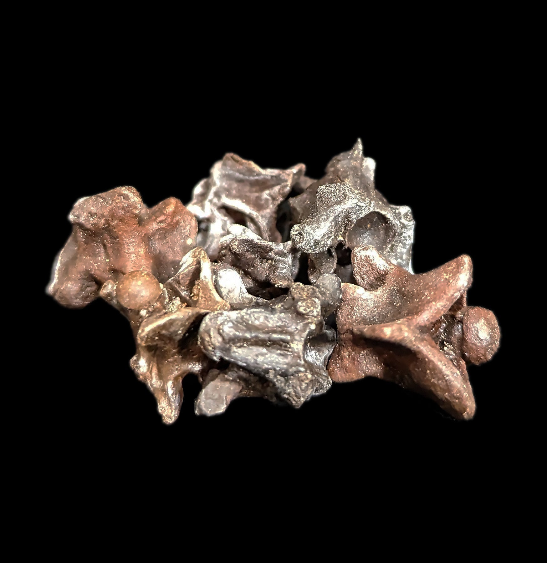 Fossilized Snake Vertebra - Genuine Prehistoric Reptile Fossil Specimen for Collectors & Science Enthusiasts - Perfect for Home Decor, Classroom Display & Paleontology Studies