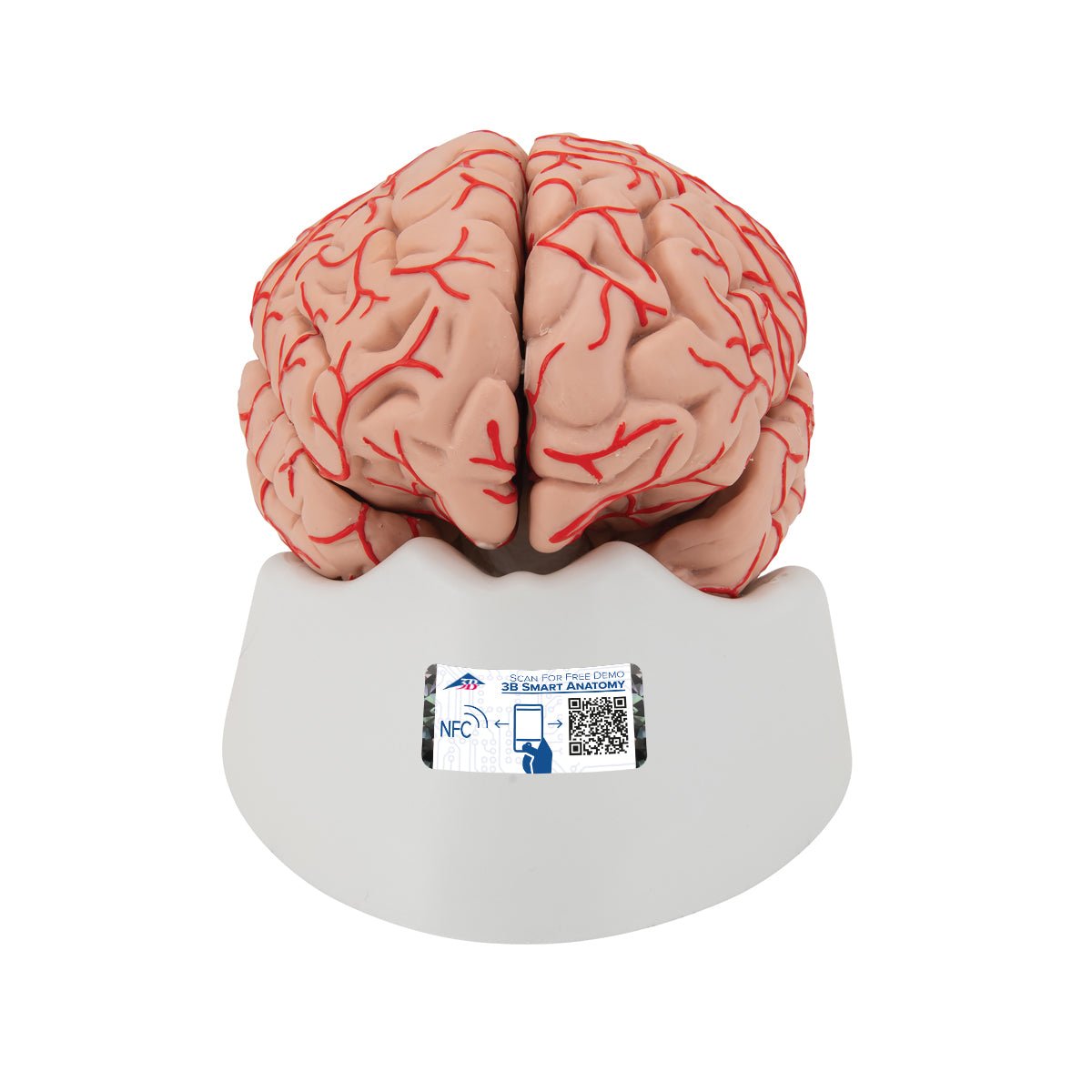 9-Part Human Brain Model with Arteries - Detailed Anatomy Study Tool for Medical Students & Educators