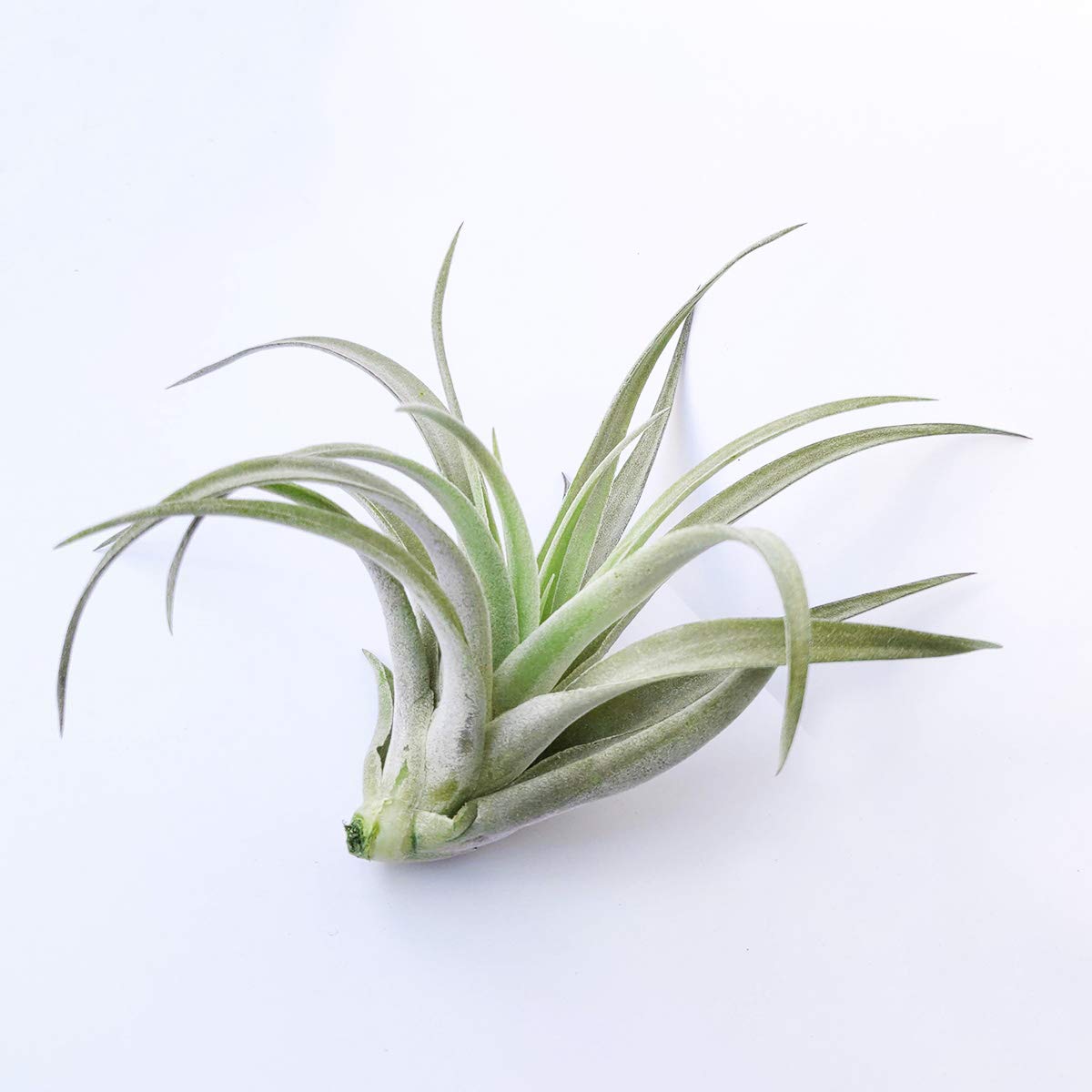 Tillandsia Harrisii Air Plant (4'') - Low Maintenance Indoor Decor, Perfect for Terrariums, Offices & Home Decor