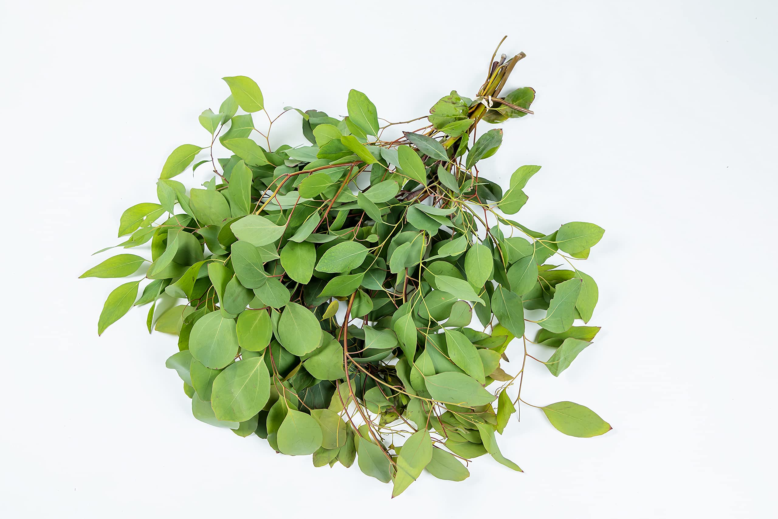 Fresh Eucalyptus Silver Dollar Greens - Bulk Greenery for Wedding Bouquets, Centerpieces, Home Decor & Everyday Floral Arrangements