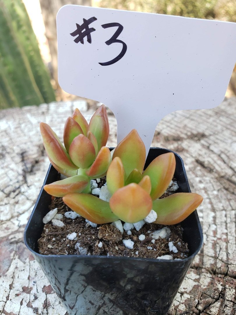 #3 Sedum Coppertone - Hardy Succulent Plant for Landscaping, Rock Gardens & Containers | Drought-Tolerant Ground Cover for Outdoor & Indoor Decor