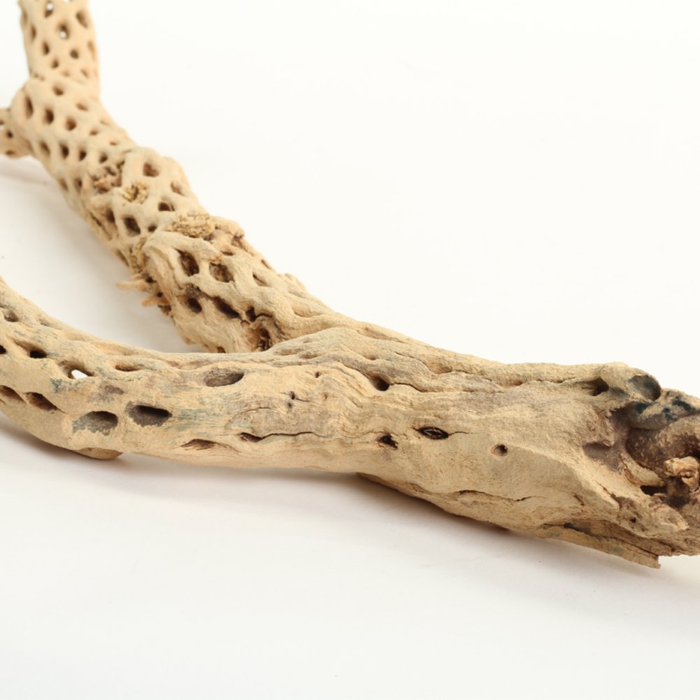 Koyal Wholesale 12 Inch Natural Cholla Wood for Aquarium & Terrarium - Perfect for Reptile Habitats, Fish Tanks, and Hermit Crab Decor