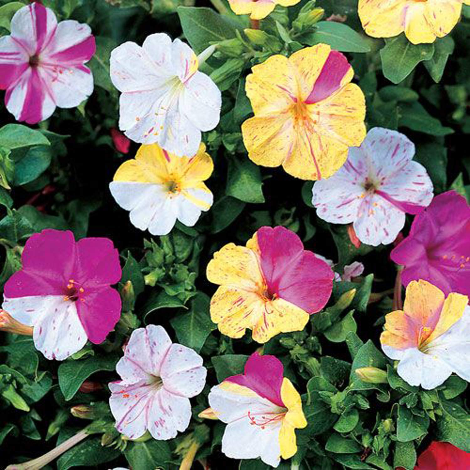 UtopiaSeeds Broken Colors Four O'Clock Flower Seeds (Mirabilis Jalapa) - Heat & Drought Tolerant, Fragrant Blooms for Gardens, Landscaping & Containers - Perfect for Sunny Borders, Patios & Xeriscaping