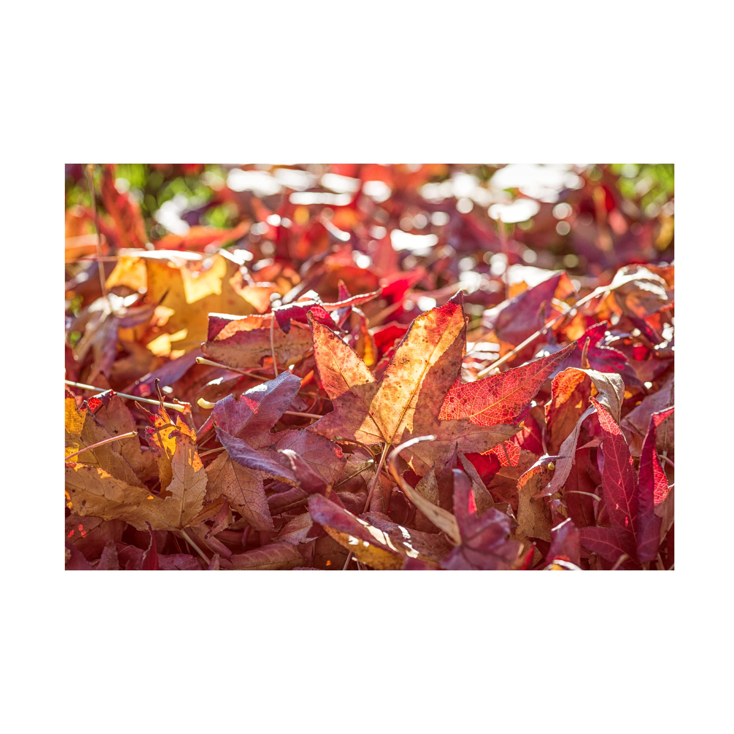 Joseph S Giacalone 'A Face Of Autumn 3' Canvas Wall Art Print - 30x47 Inches - Modern Home Decor for Living Room, Bedroom & Office