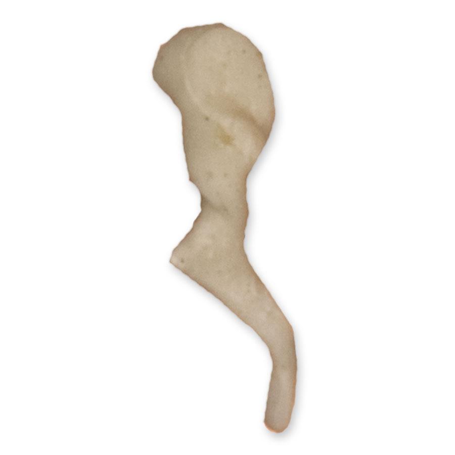 Authentic Human Inner Ear Ossicles - High-Quality Medical Specimens for Anatomy Study & Research | Ideal for Medical Students, Educators & Collectors