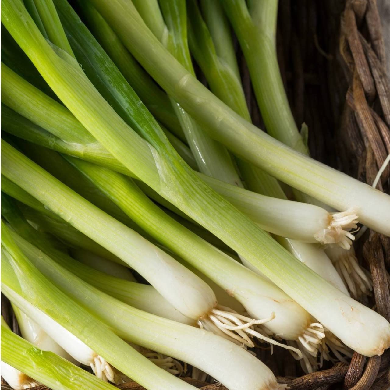 Organic Tokyo Long White Bunching Onion Heirloom Seeds - Non-GMO, 1g Packet for Home Gardening, Cooking & Fresh Salads