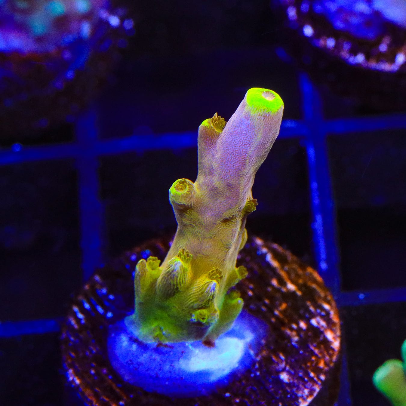 CB Golden Jawdropper Acropora Coral - Premium Saltwater Aquarium Coral for Reef Tanks | Perfect for Marine Aquascaping and Coral Propagation
