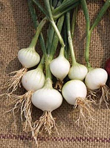 Barletta Cocktail Onion Seeds (100 Count) - Perfect for Salads, Kabobs, Pickling & Gourmet Cocktail Garnishes