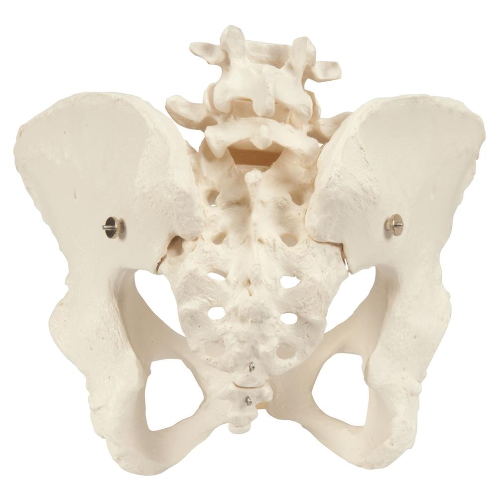 Female Pelvic Skeleton Model - Anatomically Accurate Human Pelvis Bone Structure for Medical Students, Doctors & Physical Therapists - Perfect for Anatomy Study, Patient Education & Medical Office Display