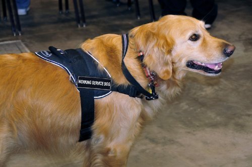 DT Fun Works Harness for Working Service Dogs - Large Size (32-Inch to 42-Inch Girth) with Reflective Trim - Ideal for Training, Mobility Assistance & Outdoor Safety